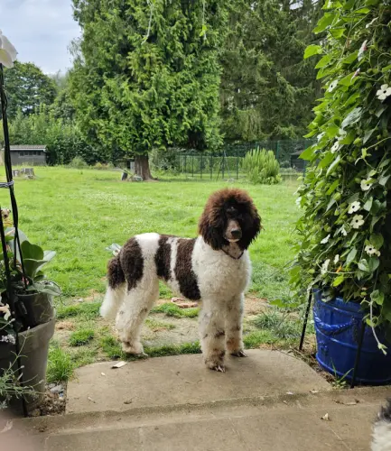 Caniche Royal Blanc Marron