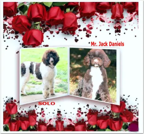 Caniche Royal Blanc Marron