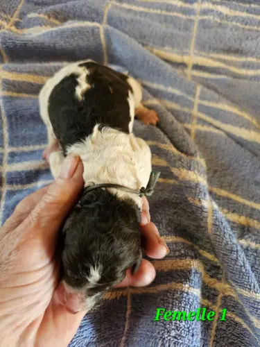 Caniche Royal Blanc Marron