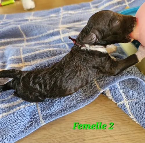 Caniche Royal Blanc Marron