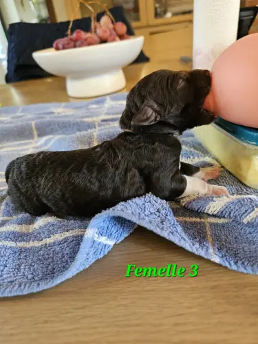 Caniche Royal Blanc Marron