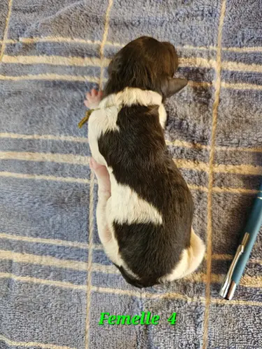 Caniche Royal Blanc Marron