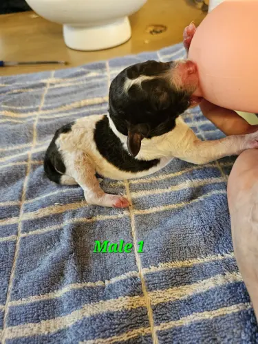 Caniche Royal Blanc Marron