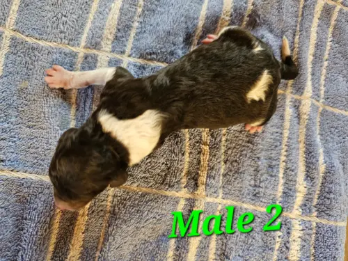 Caniche Royal Blanc Marron