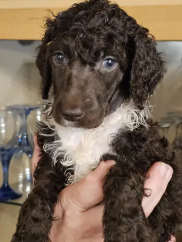 Caniche Royal Blanc Marron