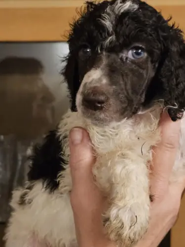 Caniche Royal Blanc Marron