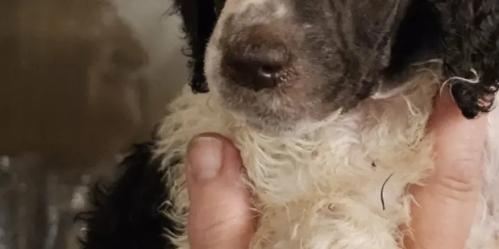 Caniche Royal Blanc Marron