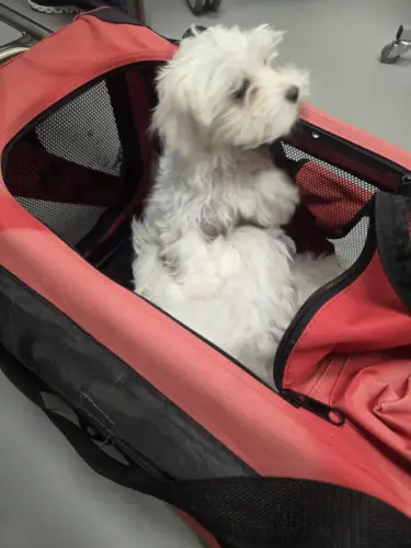 Bichon Maltais à Lausanne