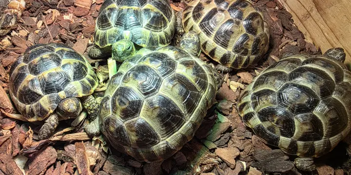 Tortues née août 2024