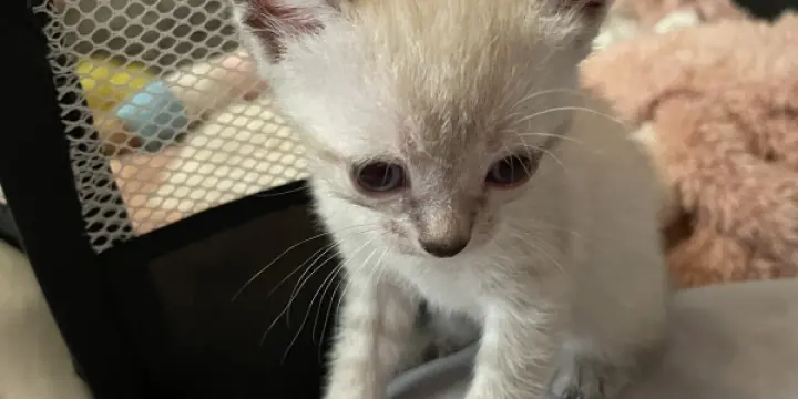 6 adorables chatons à réserver! Siamois, gris