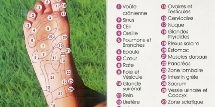 Rééquilibrez  vos organes Dysfonctionnel