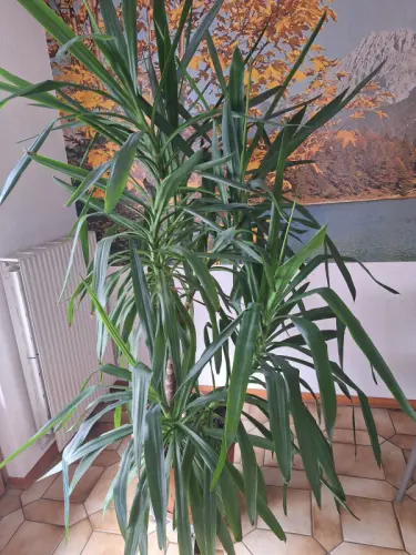 Yucca Pied d'éléphant d'intérieur haut 2m. à Val d 'Illiez