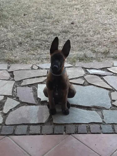 Berger Belge Malinois à Meyrin