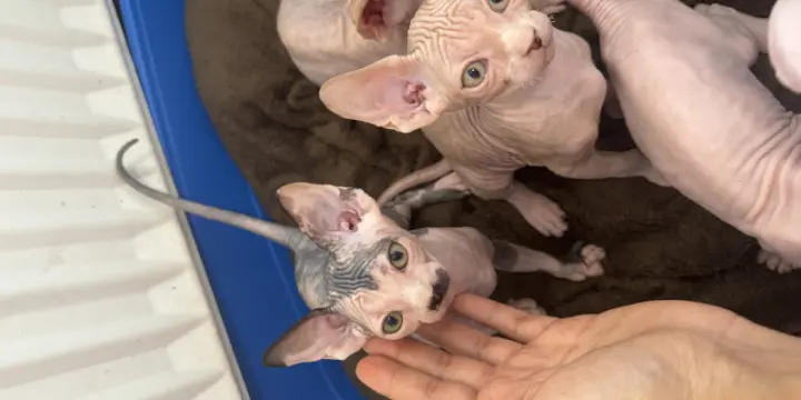 Porte SPHYNX