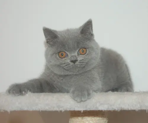 2 chatons de type British shorthair à Riniken