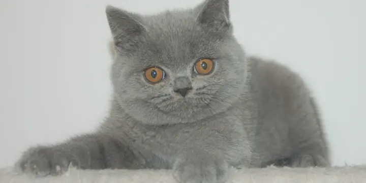2 chatons de type British shorthair