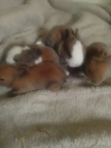 4 lapins bébés lapins nains aux ponts de martel