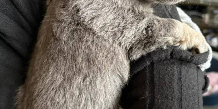 Chihuahua  poil long, couleur gris