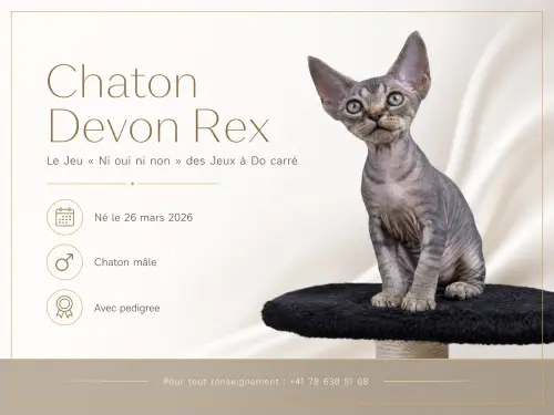 Chaton Devon Rex à Perly