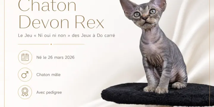 Chaton Devon Rex