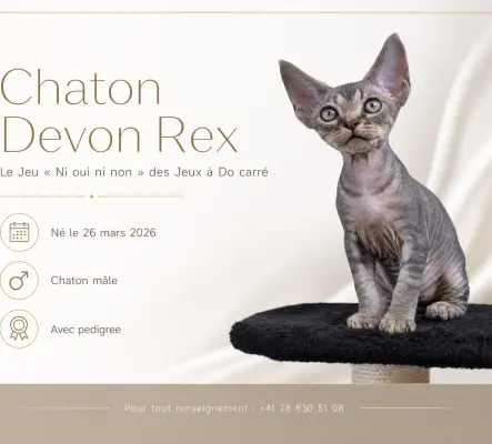 Chaton Devon Rex