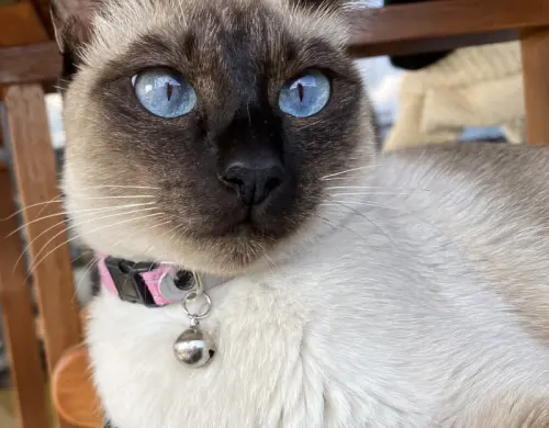 Chatons Siamois nés juin 2023 à Bulle