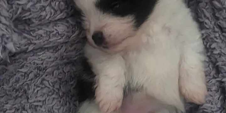 Choit spitz nain pomeranian