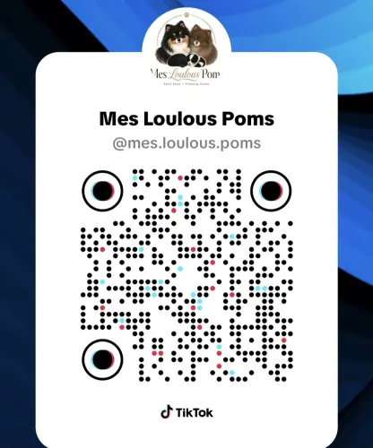 Choit spitz nain pomeranian à Givisiez
