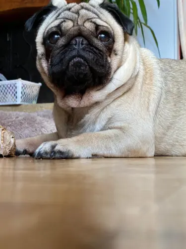 Carlin et chihuahua cherche famille à Lausanne