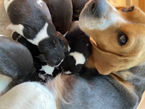 Chiots Beagles nés le 14 avril 2024 en Suisse à La Ferrière