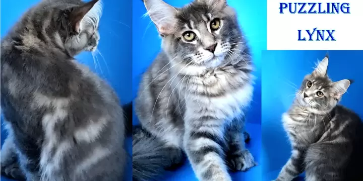 Adorables chatons Maine Coon avec un pedigree