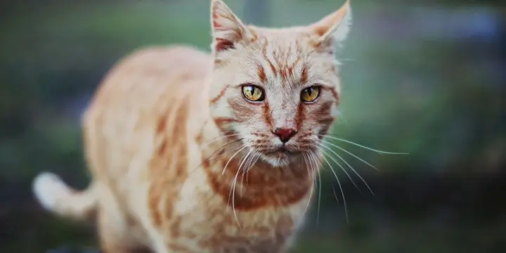 Séance photo pour animaux de compagnie