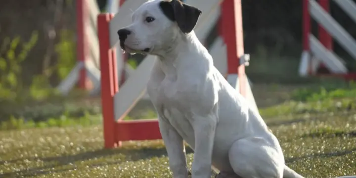 Chiots bouledogue américain de type standard