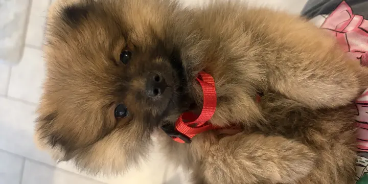 Chiot pomeranian