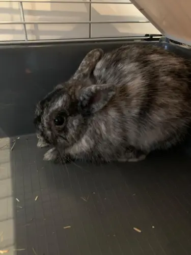 Joli Lapin Nain à Montreux