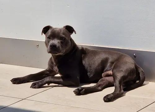 Chien Staffie à vendre à La Chaux-de-Fonds