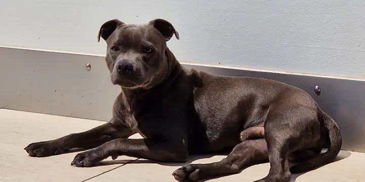 Chien Staffie à vendre