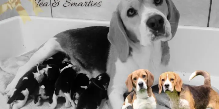 Chiots Beagle LOF - Portée de Téa