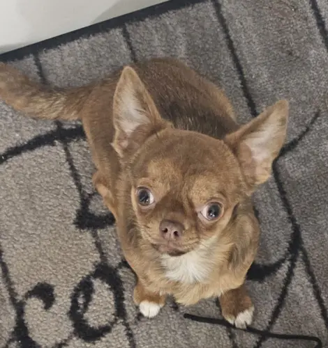 Chihuahua mâle brungé pure race pour saillie