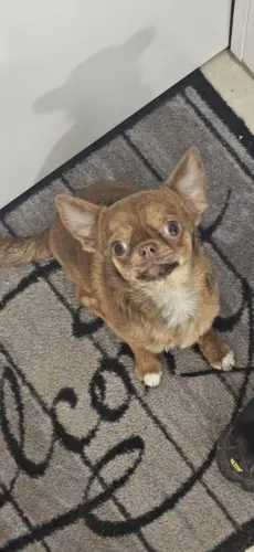Chihuahua mâle brungé pure race pour saillie