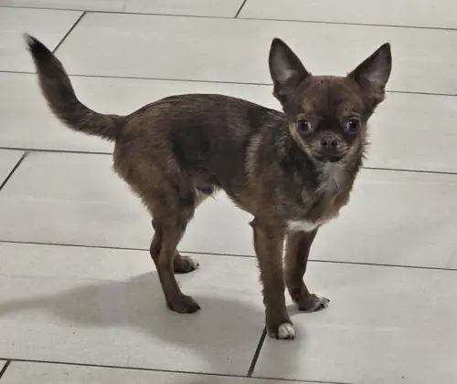 Chihuahua mâle brungé pure race pour saillie