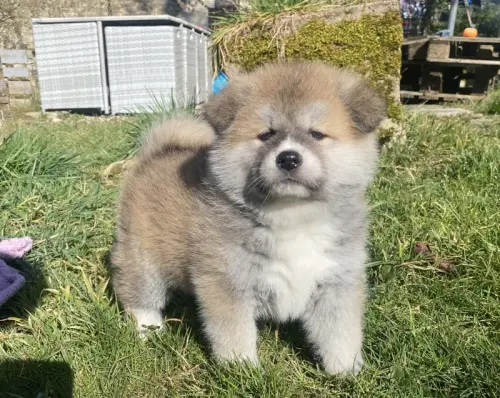 Chiots Akita inu LOF bringé et roux à SAPONCOURT