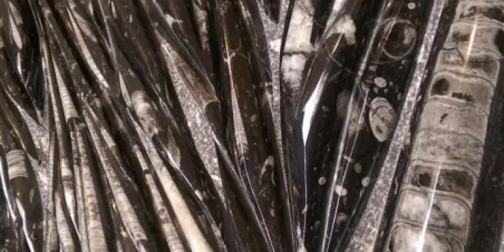 Plaque de fossile d'Orthoceras