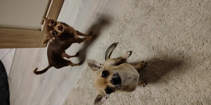 Vends couple de chihuahuas