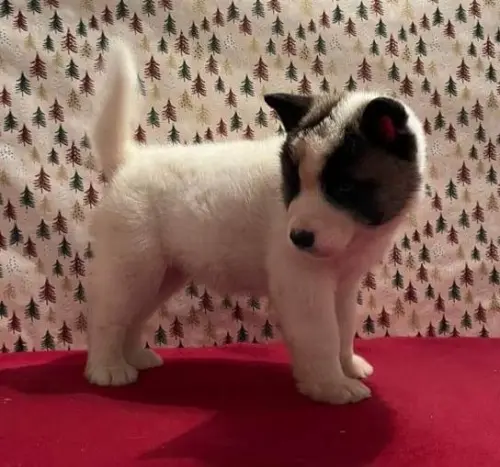Akita Inu 3 mois à Monthey