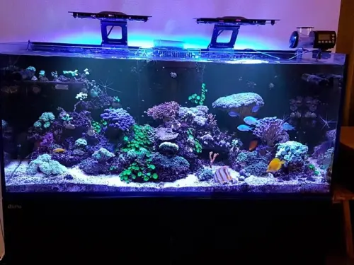 Redsea Reefer 350 complet avec technique et vivants à Champtauroz