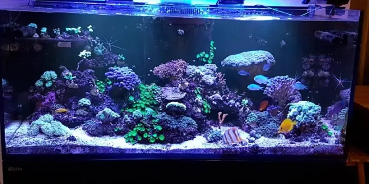 Redsea Reefer 350 complet avec technique et vivants