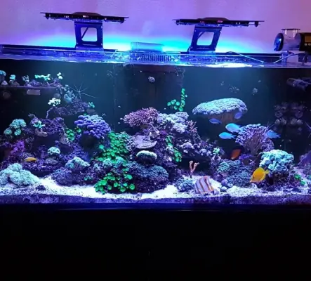 Redsea Reefer 350 complet avec technique et vivants