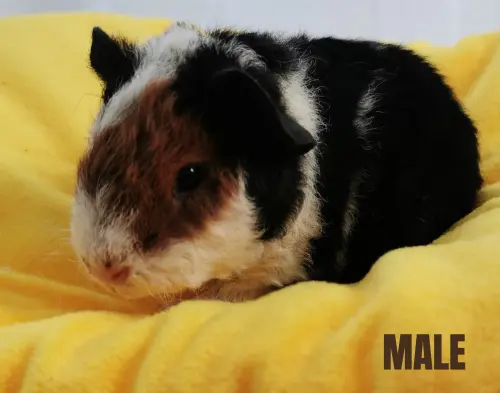 Cochon d'inde Teddy US mâle à Mézières VD