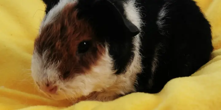 Cochon d'inde Teddy US mâle